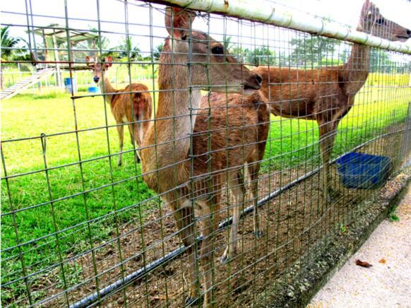 Uk Farm Agro Resort Keluang Exterior photo